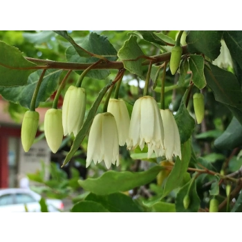 KRINODENDRON Crinodendron Patagua - sadzonki 10 / 15 cm